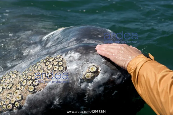 : Gray Whale - Friendly gray whale, a whale watcher : Gray Whale - Friendly gray whale, a whale watcher