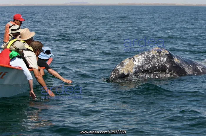: Gray Whale - Friendly gray whale and whale watchers : Gray Whale - Friendly gray whale and whale watchers