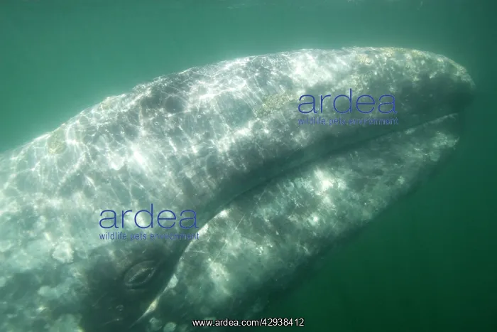 : Gray Whale - head of an adult gray whale : Gray Whale - head of an adult gray whale