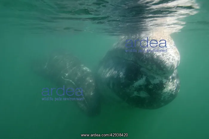 : Gray Whale - mother and calf : Gray Whale - mother and calf