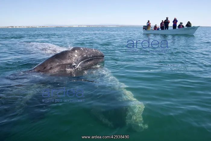 : Gray whale - mother with calf raising its head : Gray whale - mother with calf raising its head