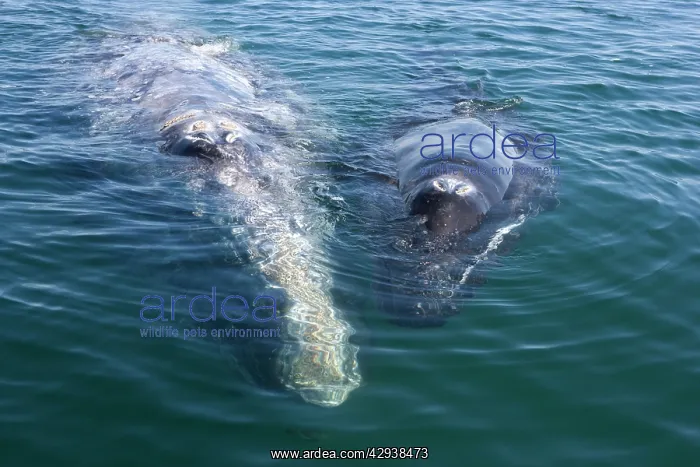 : Gray Whale - mother and calf resting at the surface : Gray Whale - mother and calf resting at the surface