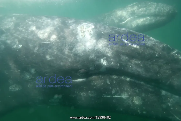 : Gray Whale - mother (in front), and calf : Gray Whale - mother (in front), and calf