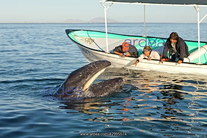 : Gray Whale - with mouth open - with tourist boat : Gray Whale - with mouth open - with tourist boat