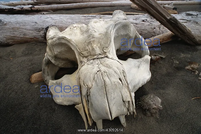 : Gray Whale skull : Gray Whale skull