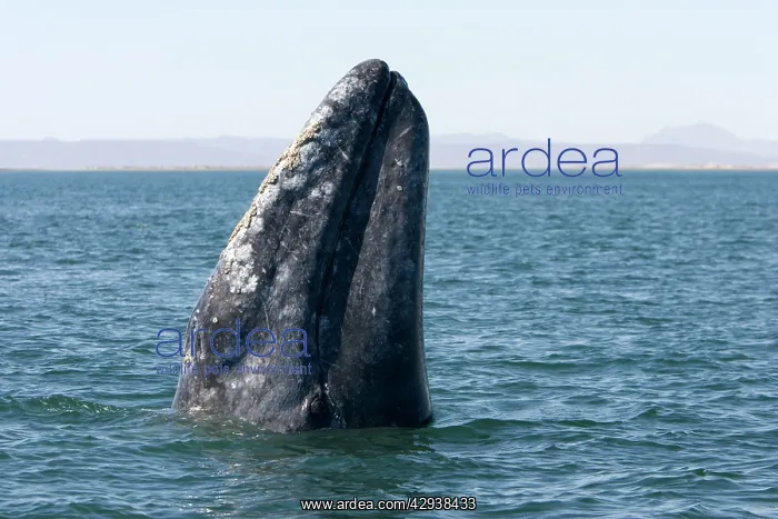 : Gray Whale - spyhopping : Gray Whale - spyhopping
