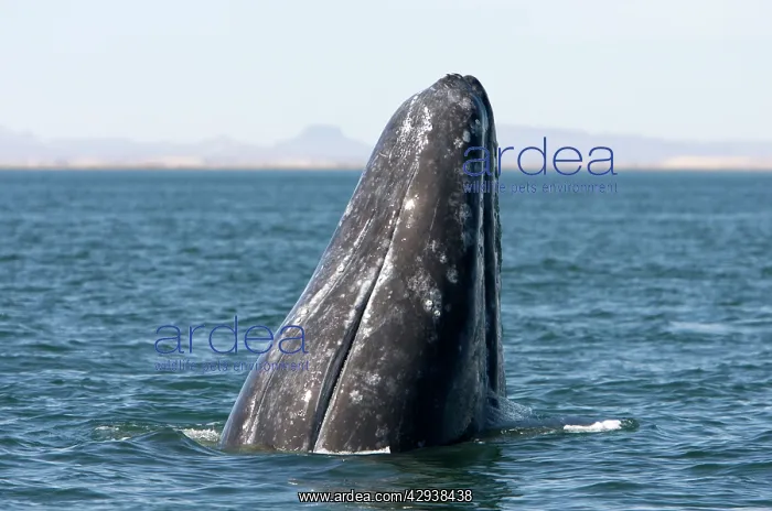 : Gray whale - spyhopping : Gray whale - spyhopping