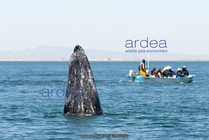 : Gray Whale - spyhopping : Gray Whale - spyhopping