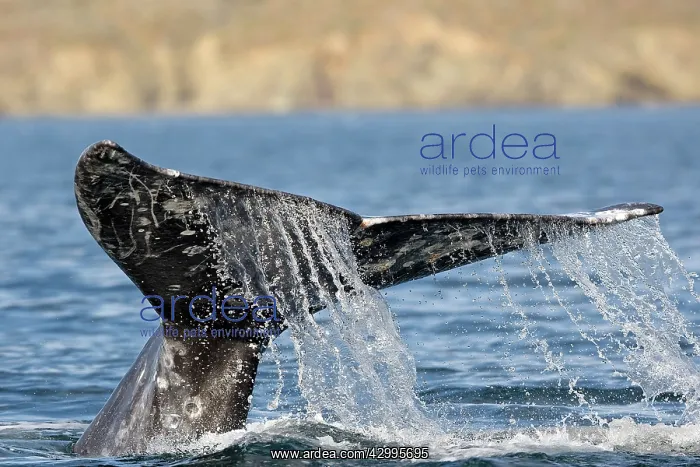 : Gray Whale - tail : Gray Whale - tail