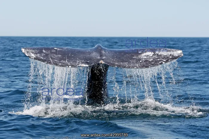 : Gray Whale - tail : Gray Whale - tail