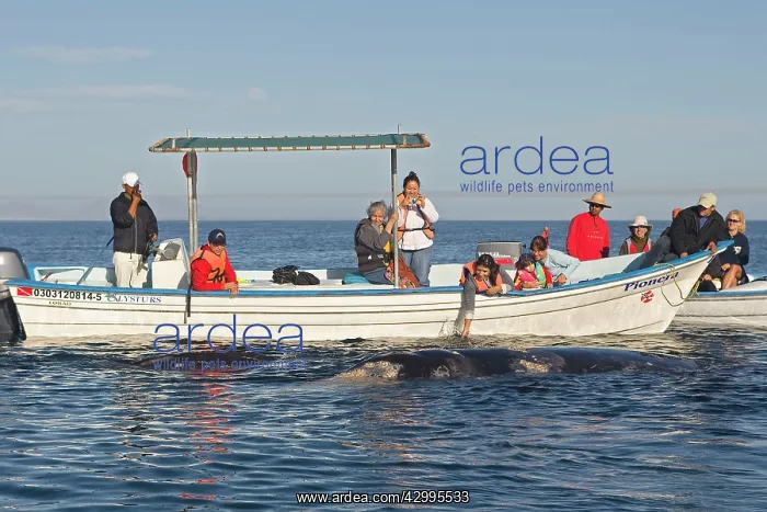 : Gray Whale - with tourist boat : Gray Whale - with tourist boat