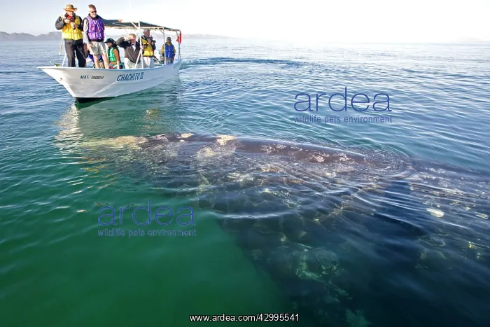 : Gray Whale - with tourist boat : Gray Whale - with tourist boat