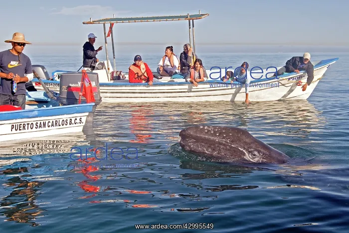  : Gray Whale - with tourist boat