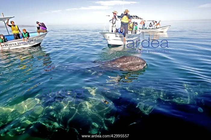 : Gray Whale - with tourist boat : Gray Whale - with tourist boat