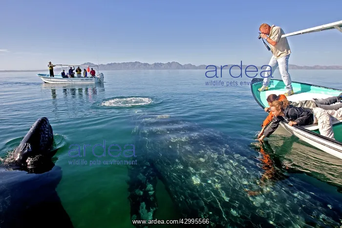 : Gray Whale - with tourist boat : Gray Whale - with tourist boat