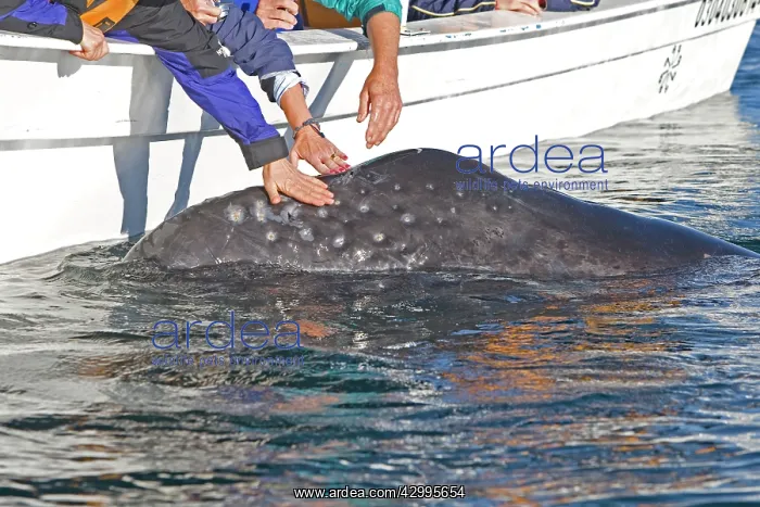 : Gray Whale - with tourist boat : Gray Whale - with tourist boat
