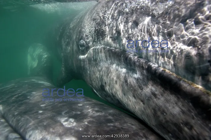 : Gray Whale - underwater close-up of a calf. The : Gray Whale - underwater close-up of a calf. The