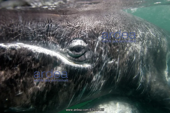 : Gray Whale - underwater photo of a calf at close range : Gray Whale - underwater photo of a calf at close range
