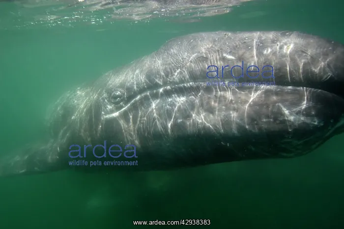 : Gray Whale - underwater photo of a calf. The mother : Gray Whale - underwater photo of a calf. The mother