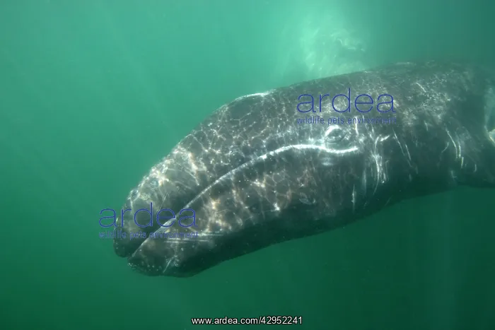: Gray Whale - underwater photo of a calf. The mother : Gray Whale - underwater photo of a calf. The mother