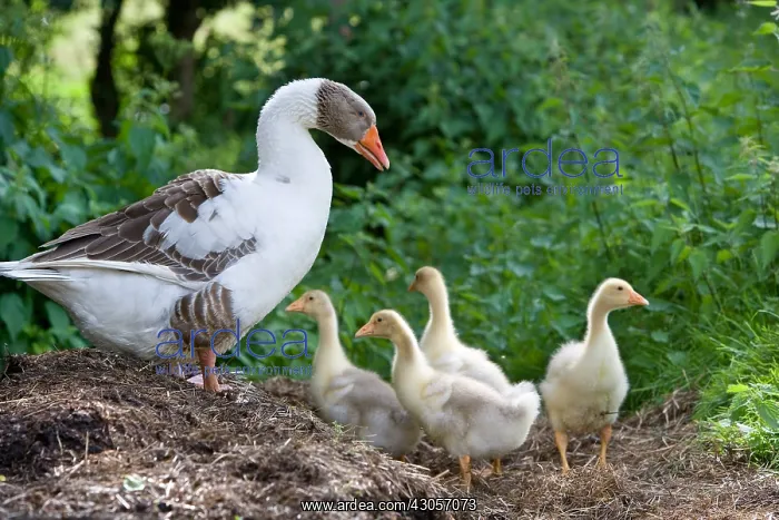 : Gray and white goose with its goslings Niederbruck Haut Rhin : Gray and white goose with its goslings Niederbruck Haut Rhin