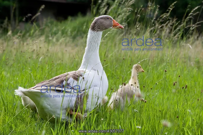 : Gray and white goose with its goslings Niederbruck Haut Rhin : Gray and white goose with its goslings Niederbruck Haut Rhin
