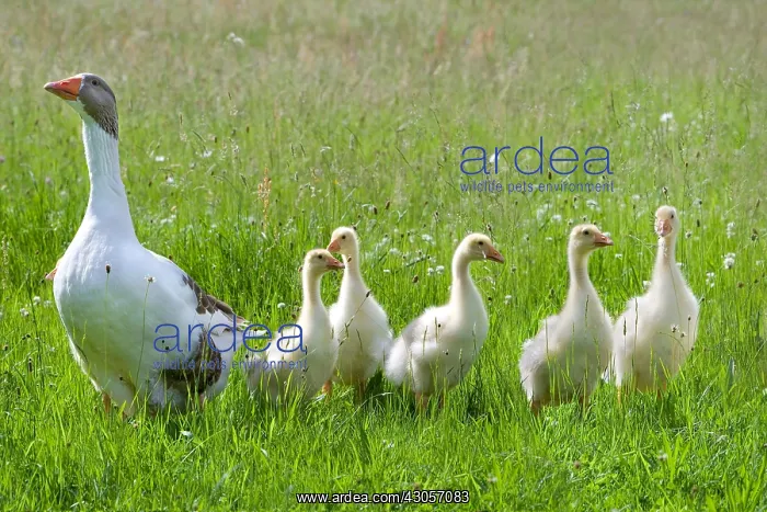: Gray and white goose with its goslings Niederbruck Haut Rhin : Gray and white goose with its goslings Niederbruck Haut Rhin