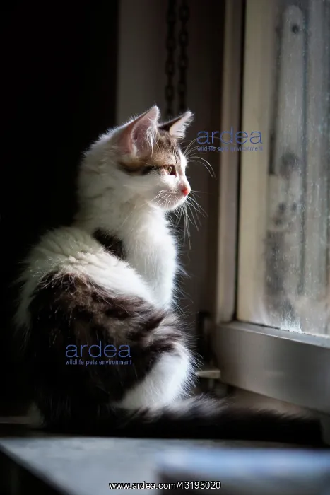 : Gray and white kitten sitting near a window, Haut : Gray and white kitten sitting near a window, Haut