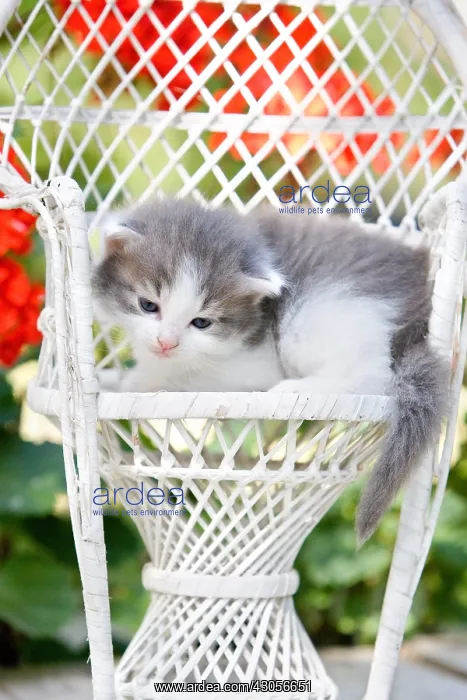 : Gray and white kitten on a wicker chair in France : Gray and white kitten on a wicker chair in France