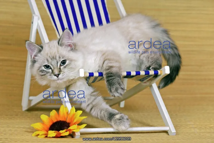 : Gray & white tabby kitten lying in Beach chair : Gray & white tabby kitten lying in Beach chair