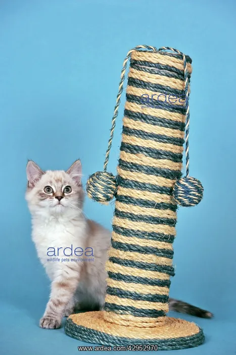 : Gray & white tabby kitten with scratch tree / activity : Gray & white tabby kitten with scratch tree / activity