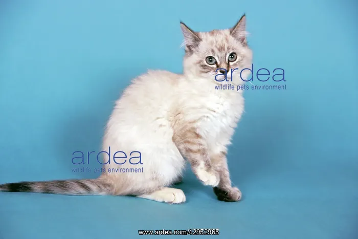 : Gray & white tabby kitten sitting : Gray & white tabby kitten sitting