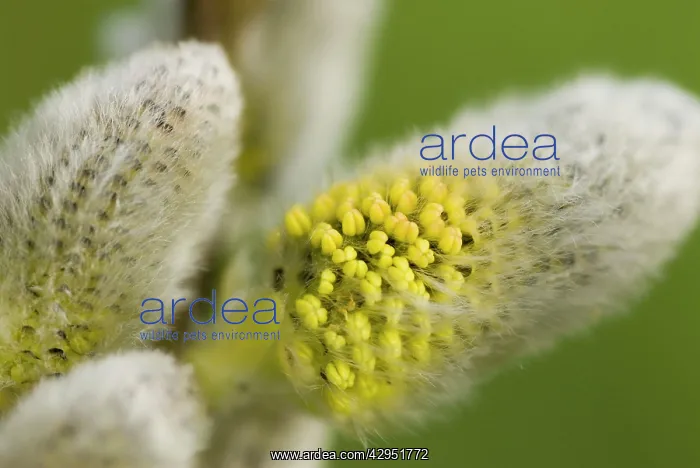 : Gray willow - Close-up of catkins : Gray willow - Close-up of catkins