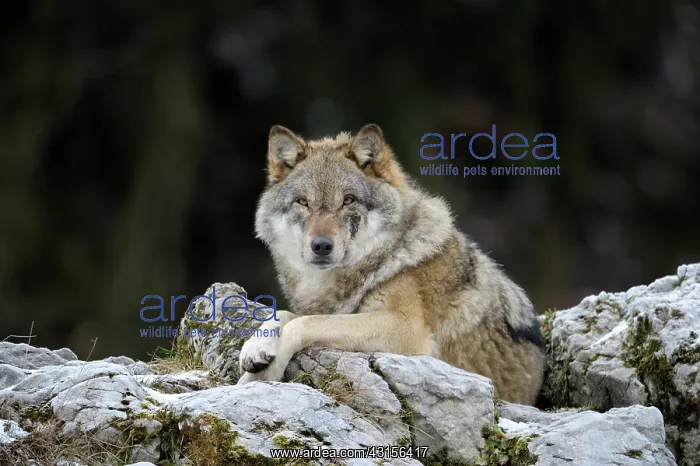 : Gray Wolf. Grey Wolf (Canis lupus) resting on rocks : Gray Wolf. Grey Wolf (Canis lupus) resting on rocks