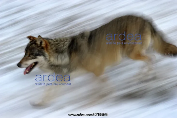 : Gray Wolf. Grey Wolf (Canis lupus) running through snow : Gray Wolf. Grey Wolf (Canis lupus) running through snow