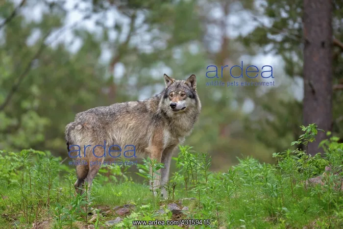 : Gray Wolf (Canis lupus) adult standing in forest during rain : Gray Wolf (Canis lupus) adult standing in forest during rain