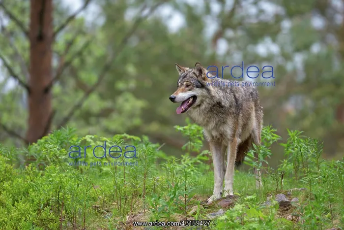 : Gray Wolf (Canis lupus) adult standing in forest during rain : Gray Wolf (Canis lupus) adult standing in forest during rain