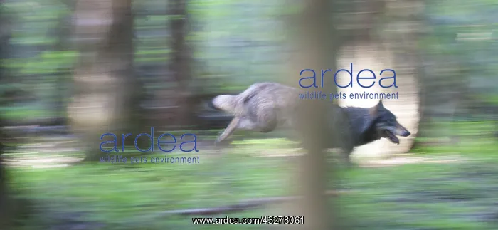 : Gray Wolf (Canis lupus), Belarus : Gray Wolf (Canis lupus), Belarus