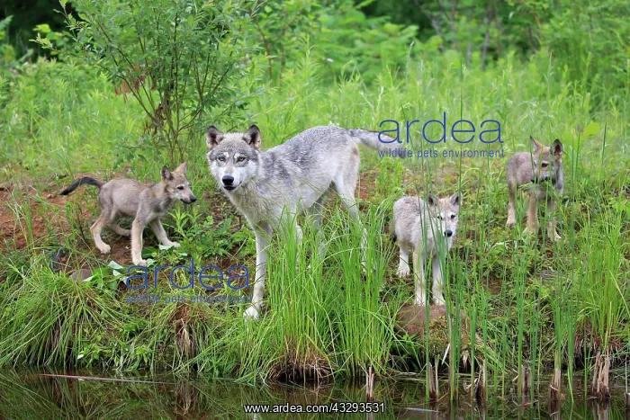 : Gray wolf (Canis lupus) and cubs, Pine County, Minnesota : Gray wolf (Canis lupus) and cubs, Pine County, Minnesota