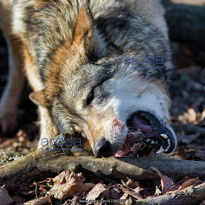 : Gray wolf (Canis lupus), feeding scene in the enclosure : Gray wolf (Canis lupus), feeding scene in the enclosure