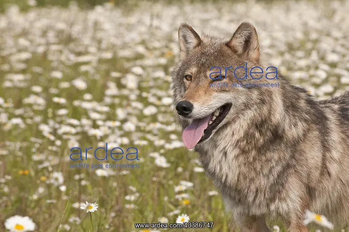 : Gray wolf (Canis lupus), in a field of wildflowers : Gray wolf (Canis lupus), in a field of wildflowers