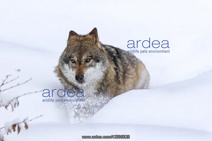 : Gray wolf (Canis lupus), grey wolf foraging in deep : Gray wolf (Canis lupus), grey wolf foraging in deep