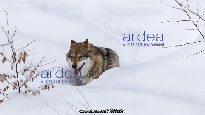 : Gray wolf (Canis lupus), grey wolf foraging in deep : Gray wolf (Canis lupus), grey wolf foraging in deep
