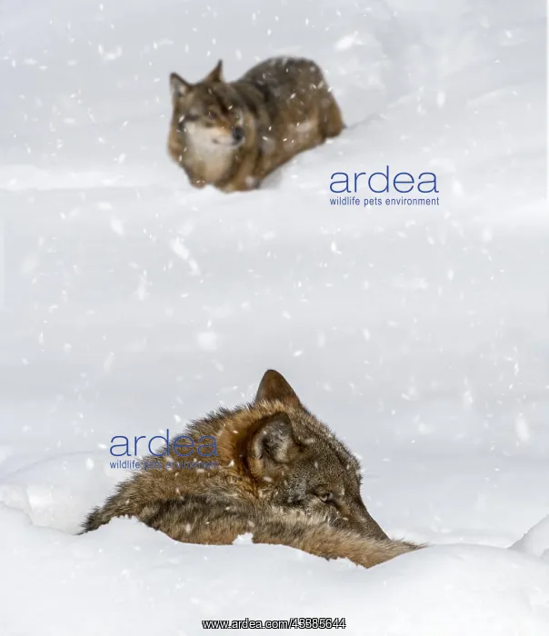 : Gray wolf (Canis lupus), grey wolf resting curled : Gray wolf (Canis lupus), grey wolf resting curled