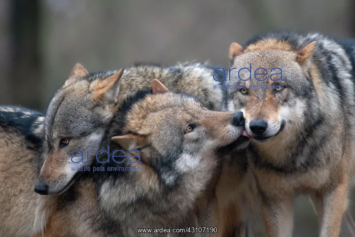 : Gray wolf (Canis lupus), Kempfeld, Rheimland-Pfalz : Gray wolf (Canis lupus), Kempfeld, Rheimland-Pfalz