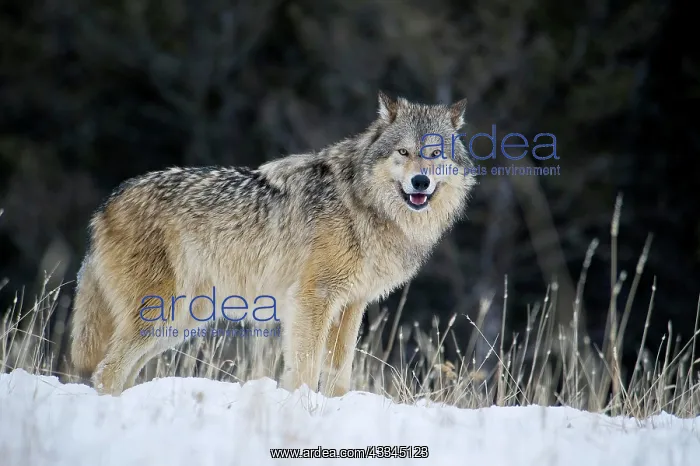 : Gray Wolf (Canis lupus), male, animal portrait in : Gray Wolf (Canis lupus), male, animal portrait in
