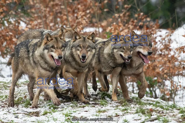: Gray wolf (Canis lupus), pack, winter, Neuhaus : Gray wolf (Canis lupus), pack, winter, Neuhaus