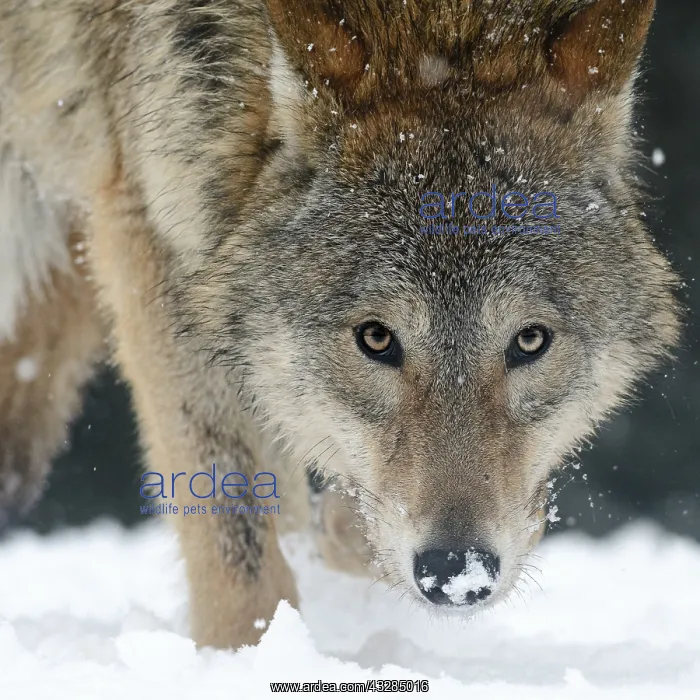 : Gray Wolf (Canis lupus) portrait in close up, Sosnovy : Gray Wolf (Canis lupus) portrait in close up, Sosnovy
