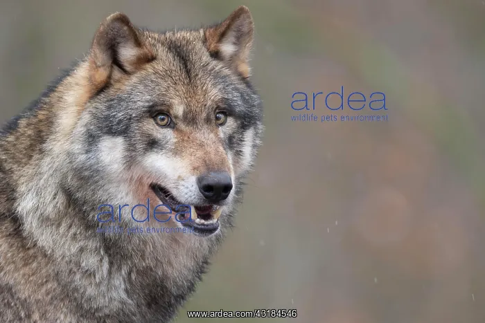 : Gray wolf (Canis lupus), portrait, winter, Neuhaus : Gray wolf (Canis lupus), portrait, winter, Neuhaus