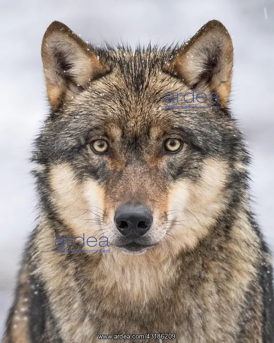 : Gray wolf (Canis lupus), portrait, winter, Neuhaus : Gray wolf (Canis lupus), portrait, winter, Neuhaus